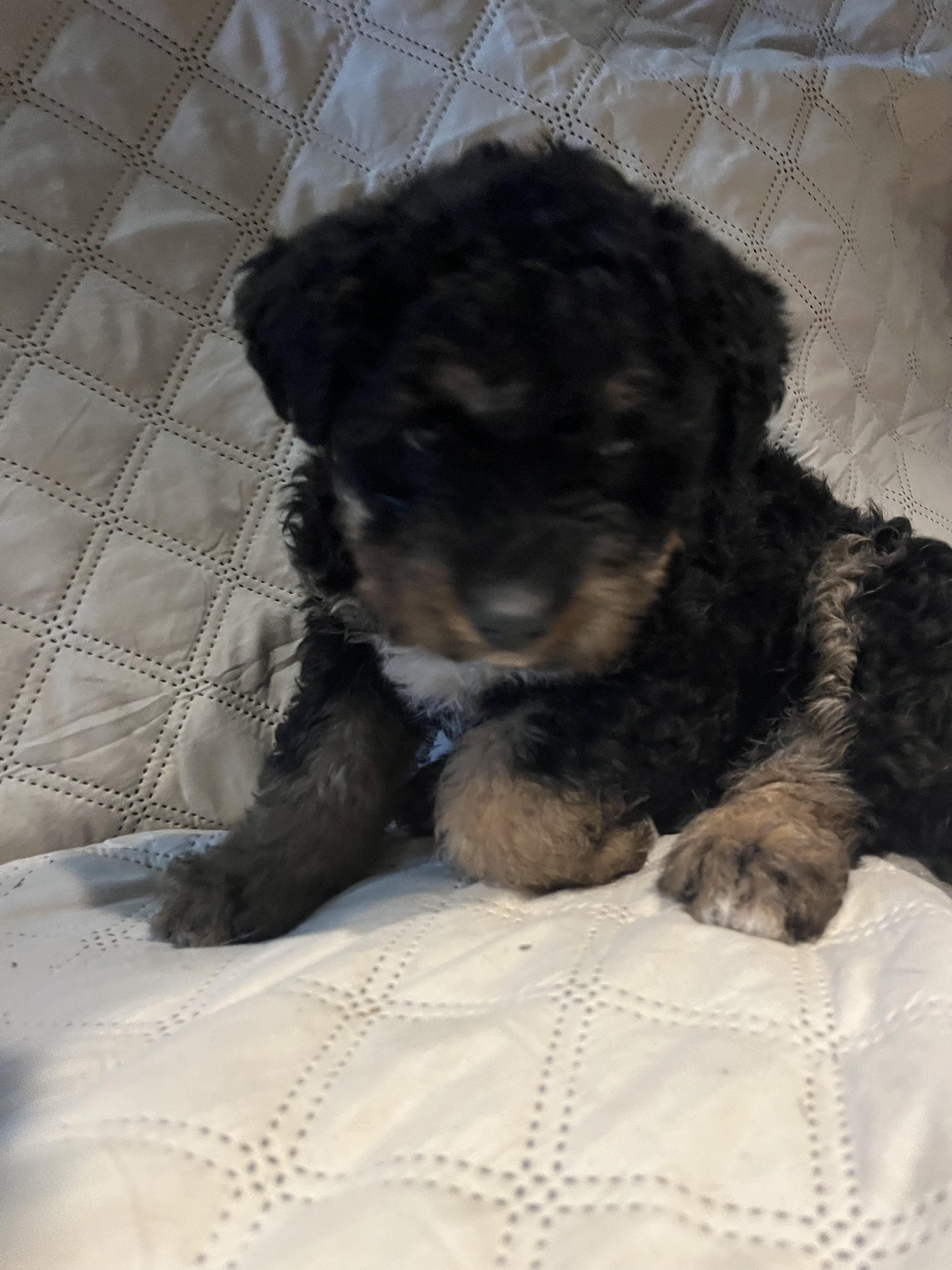 Mocha, ADOPTABLE, Young Female Bernadoodle.