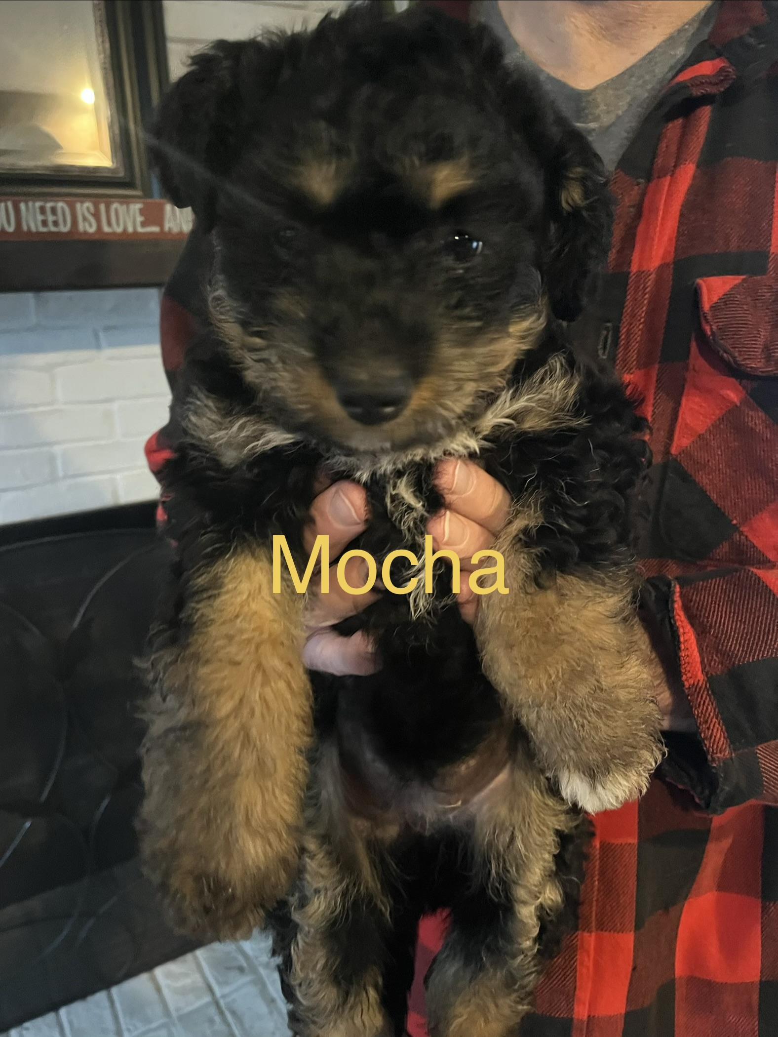 Enlarge Mocha, a ADOPTABLE mixed breed in Byron, IL image 2/6