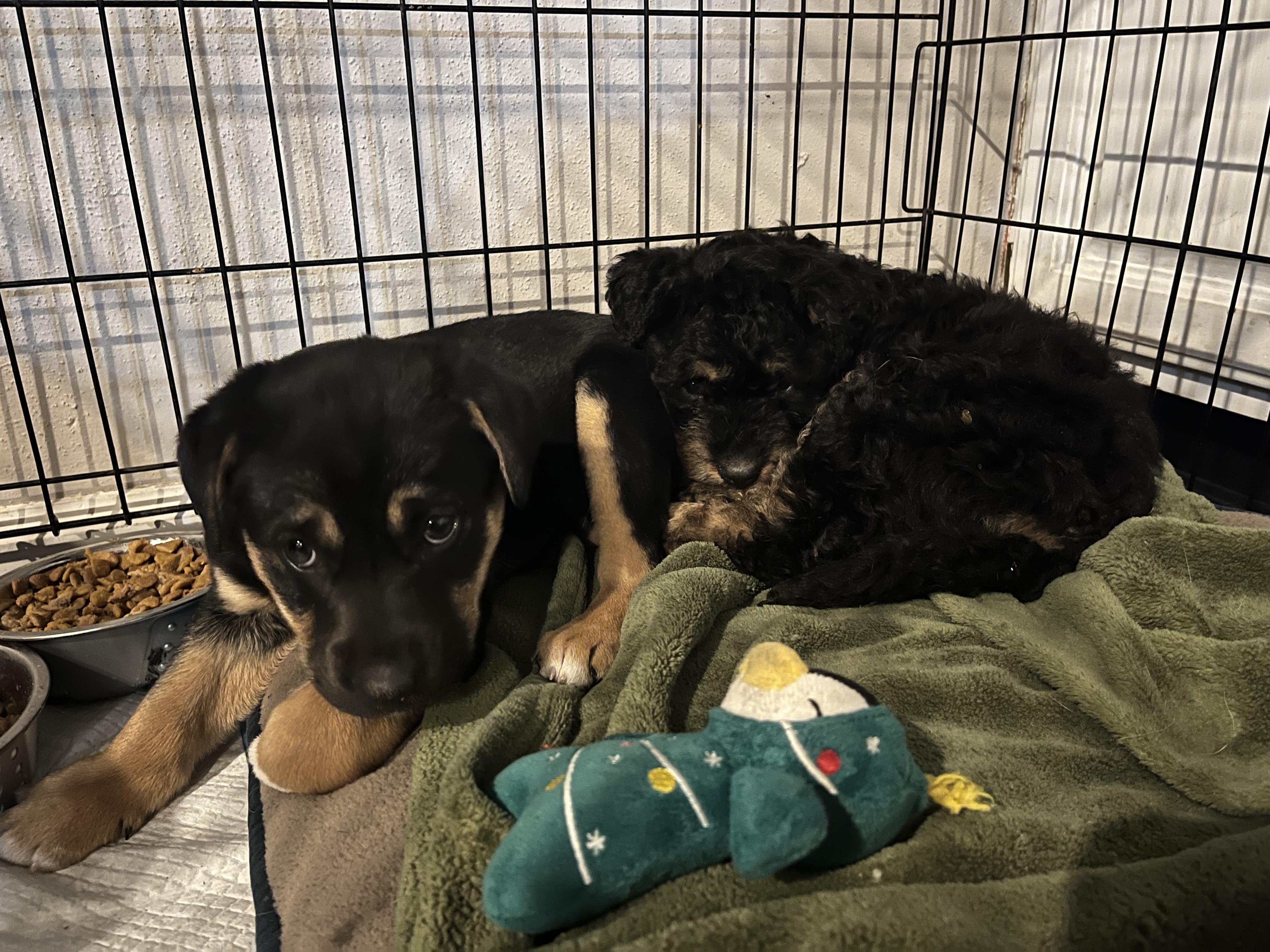 Enlarge Mocha, a ADOPTABLE mixed breed in Byron, IL image 3/6