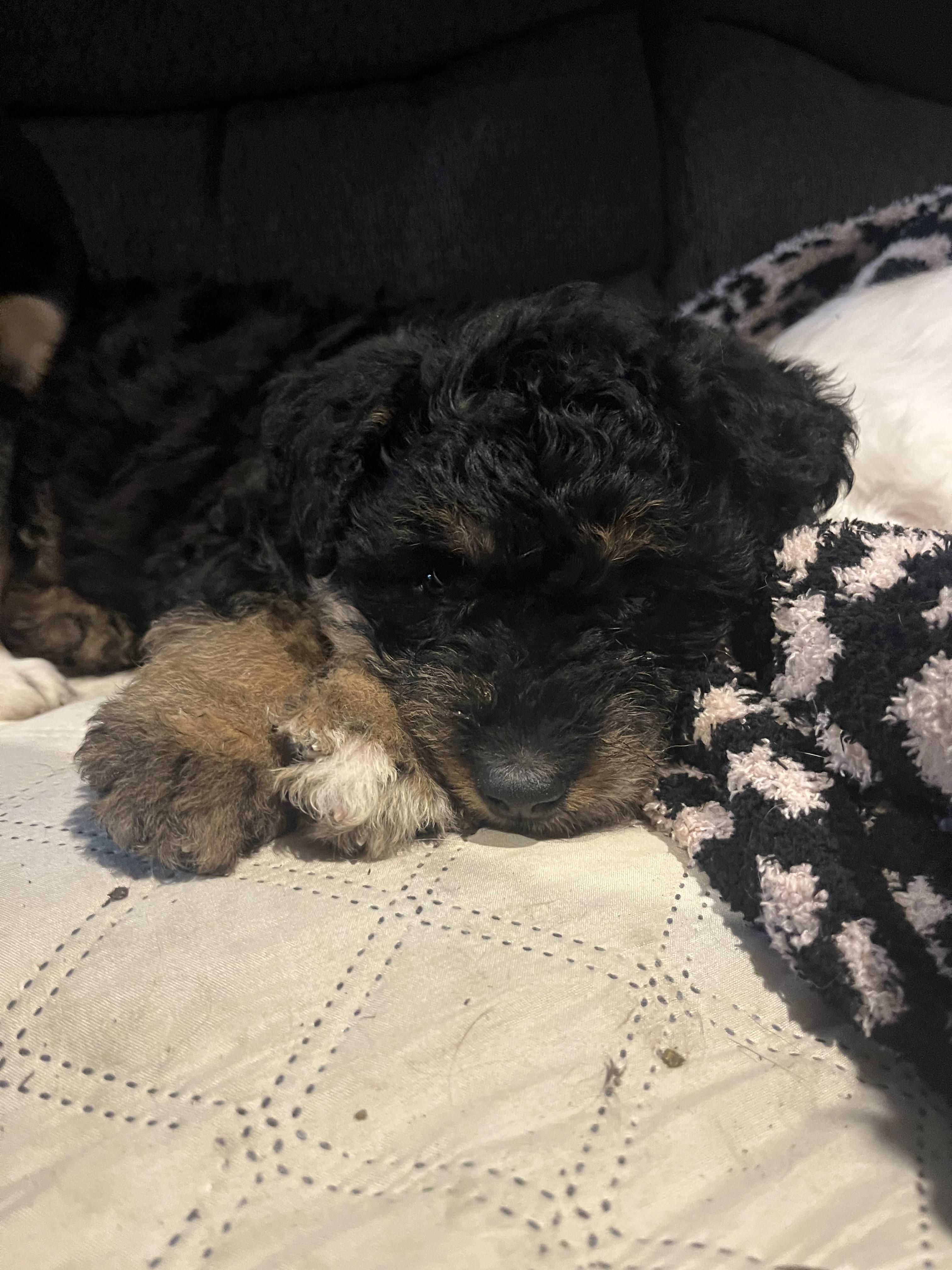 Enlarge Mocha, a ADOPTABLE mixed breed in Byron, IL image 4/6