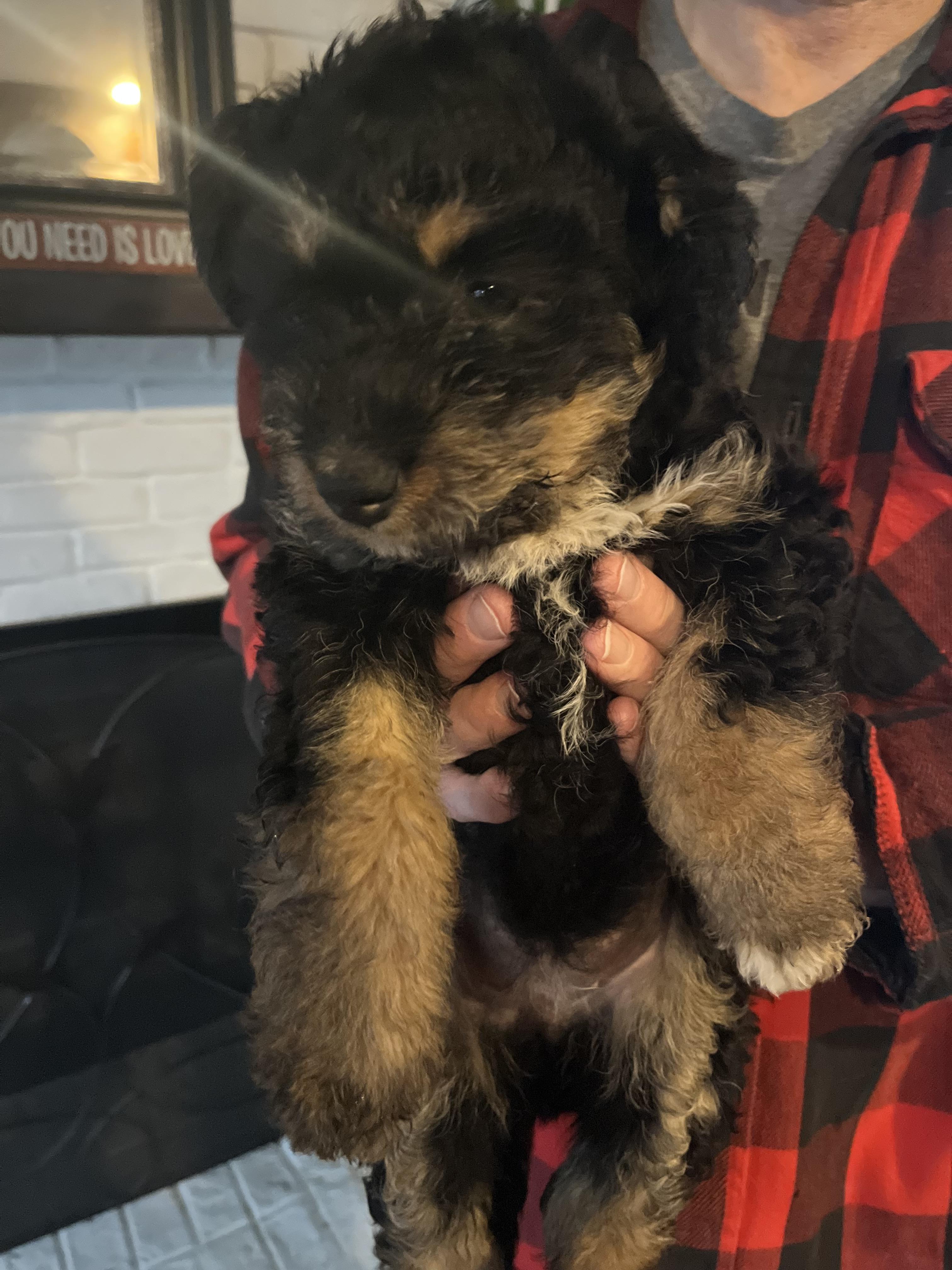 Enlarge Mocha, a ADOPTABLE mixed breed in Byron, IL image 5/6