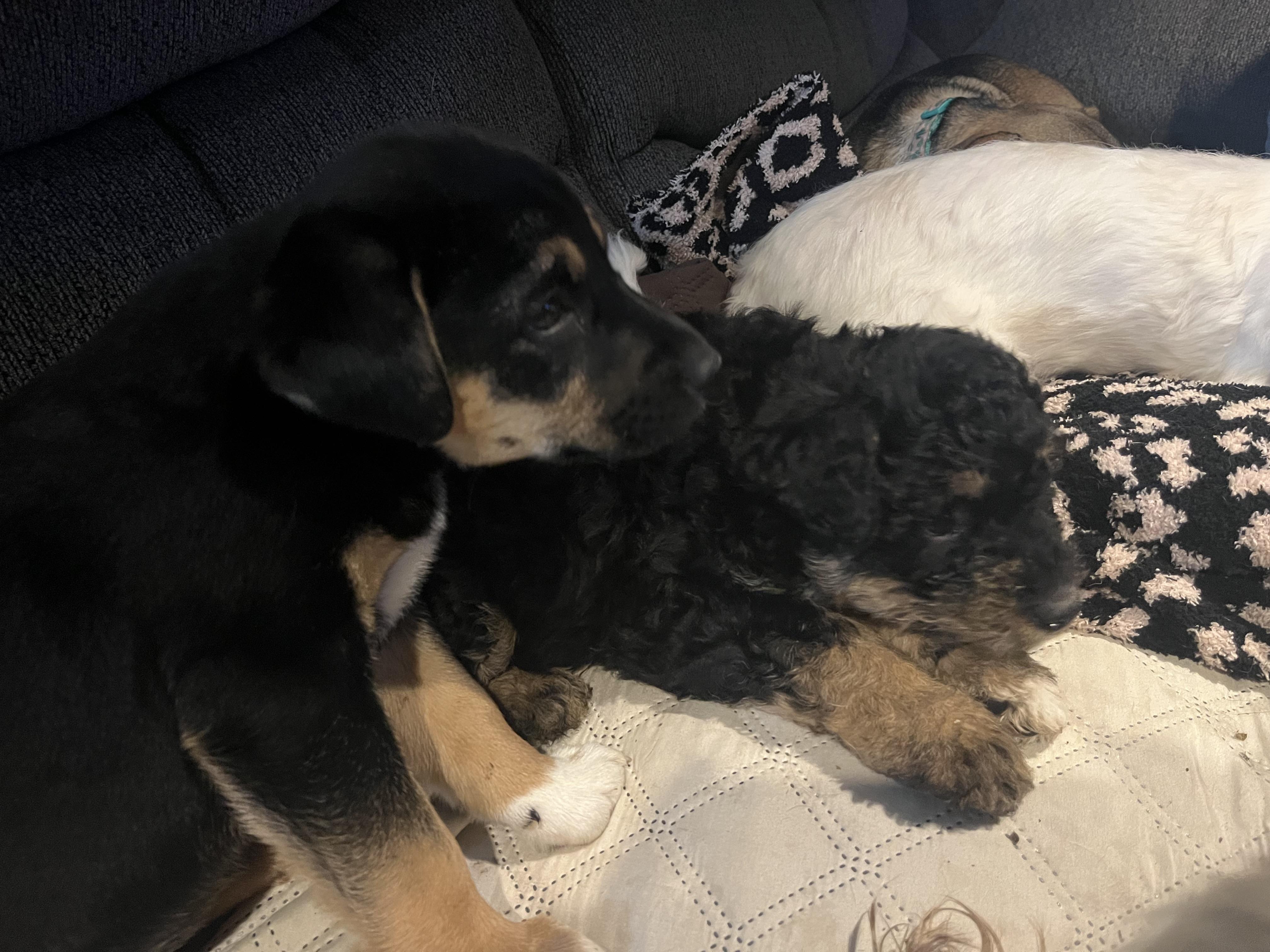 Enlarge Mocha, a ADOPTABLE mixed breed in Byron, IL image 6/6