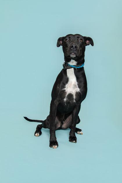 Dewey, ADOPTABLE, Adult Male Black Labrador Retriever.