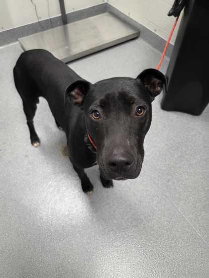 Dewey, ADOPTABLE, Adult Male Black Labrador Retriever.