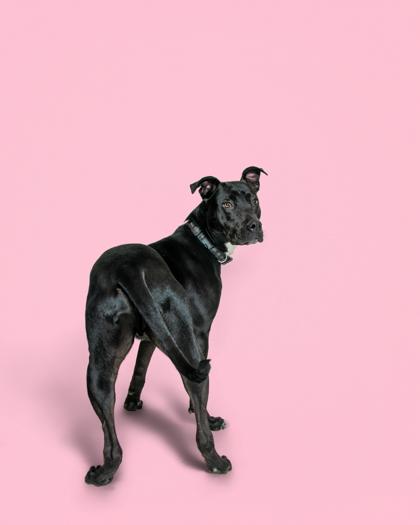 Dewey, ADOPTABLE, Adult Male Black Labrador Retriever.