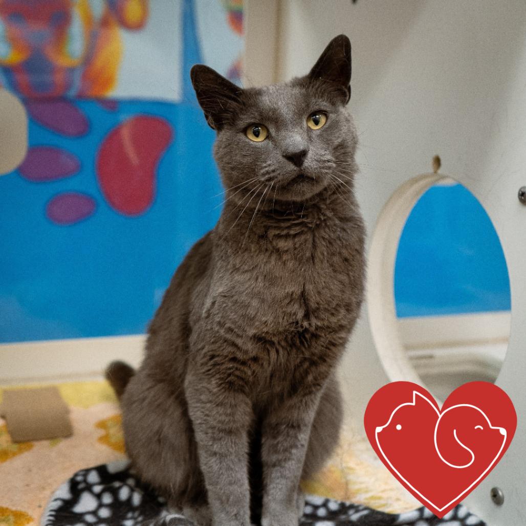 Enlarge Sully, a Adoptable Domestic Short Hair in Cheyenne, WY image 1/3
