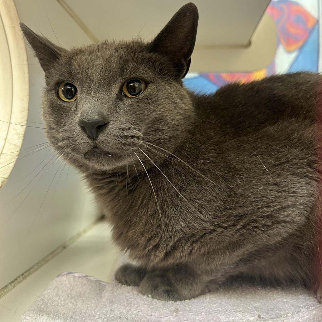 Enlarge Sully, a Adoptable Domestic Short Hair in Cheyenne, WY image 2/3