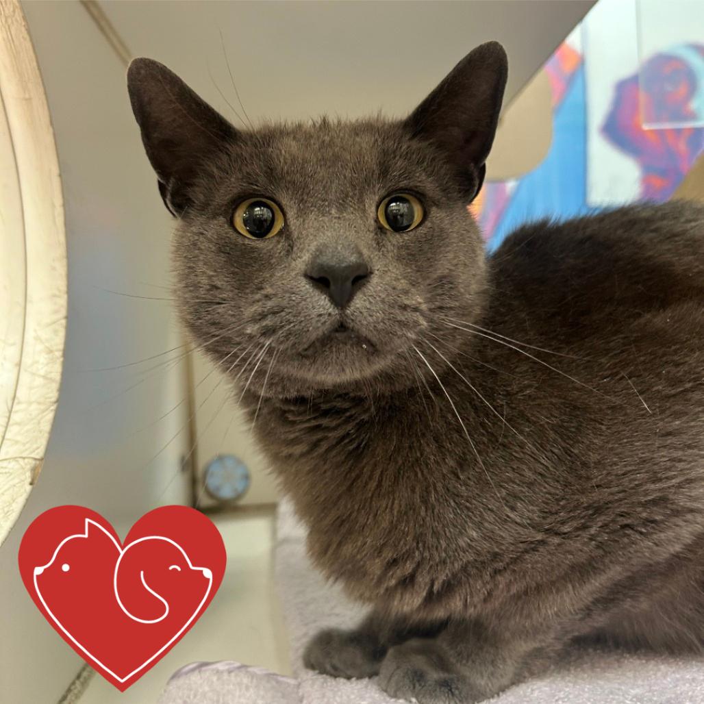 Enlarge Sully, a Adoptable Domestic Short Hair in Cheyenne, WY image 3/3