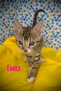 Emily, Adoptable, Young Female Domestic Short Hair.