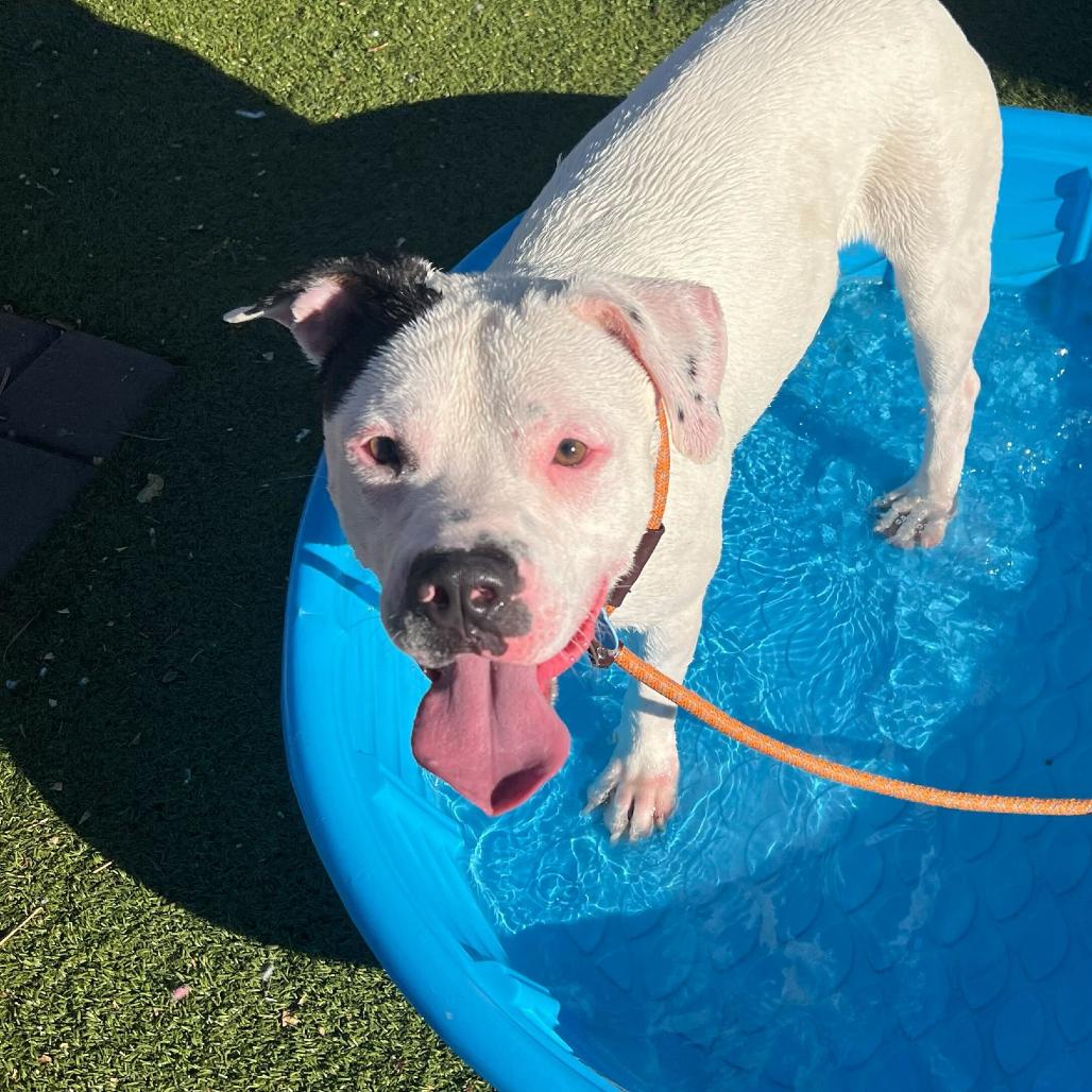 Enlarge Spec, a Adoptable mixed breed in Apache Junction, AZ image 1/6