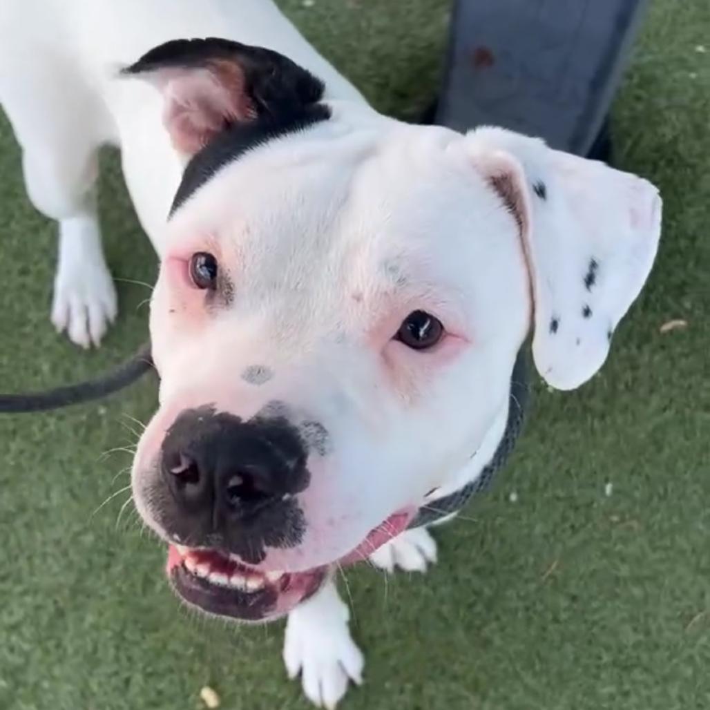 Enlarge Spec, a Adoptable mixed breed in Apache Junction, AZ image 2/6