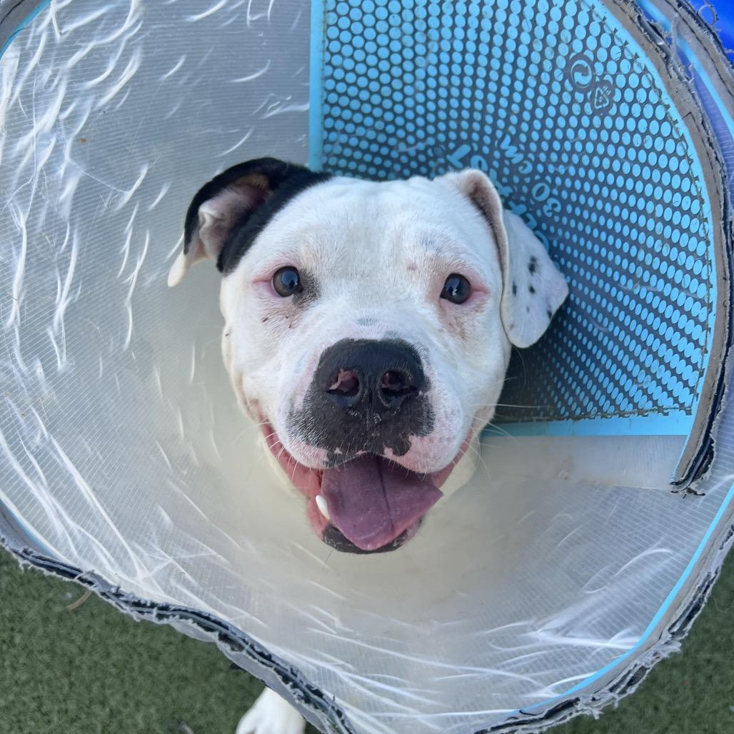 Enlarge Spec, a Adoptable mixed breed in Apache Junction, AZ image 3/6