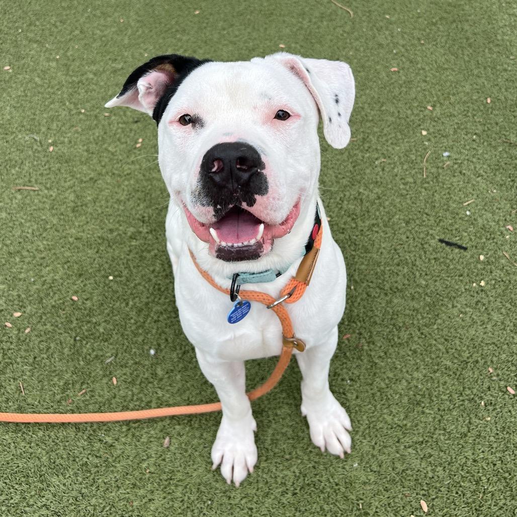 Enlarge Spec, a Adoptable mixed breed in Apache Junction, AZ image 4/6