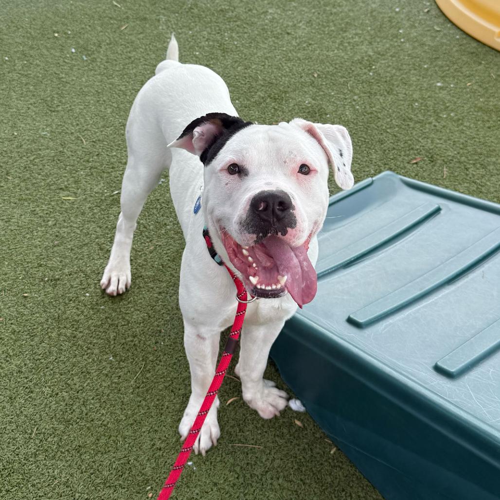 Enlarge Spec, a Adoptable mixed breed in Apache Junction, AZ image 5/6