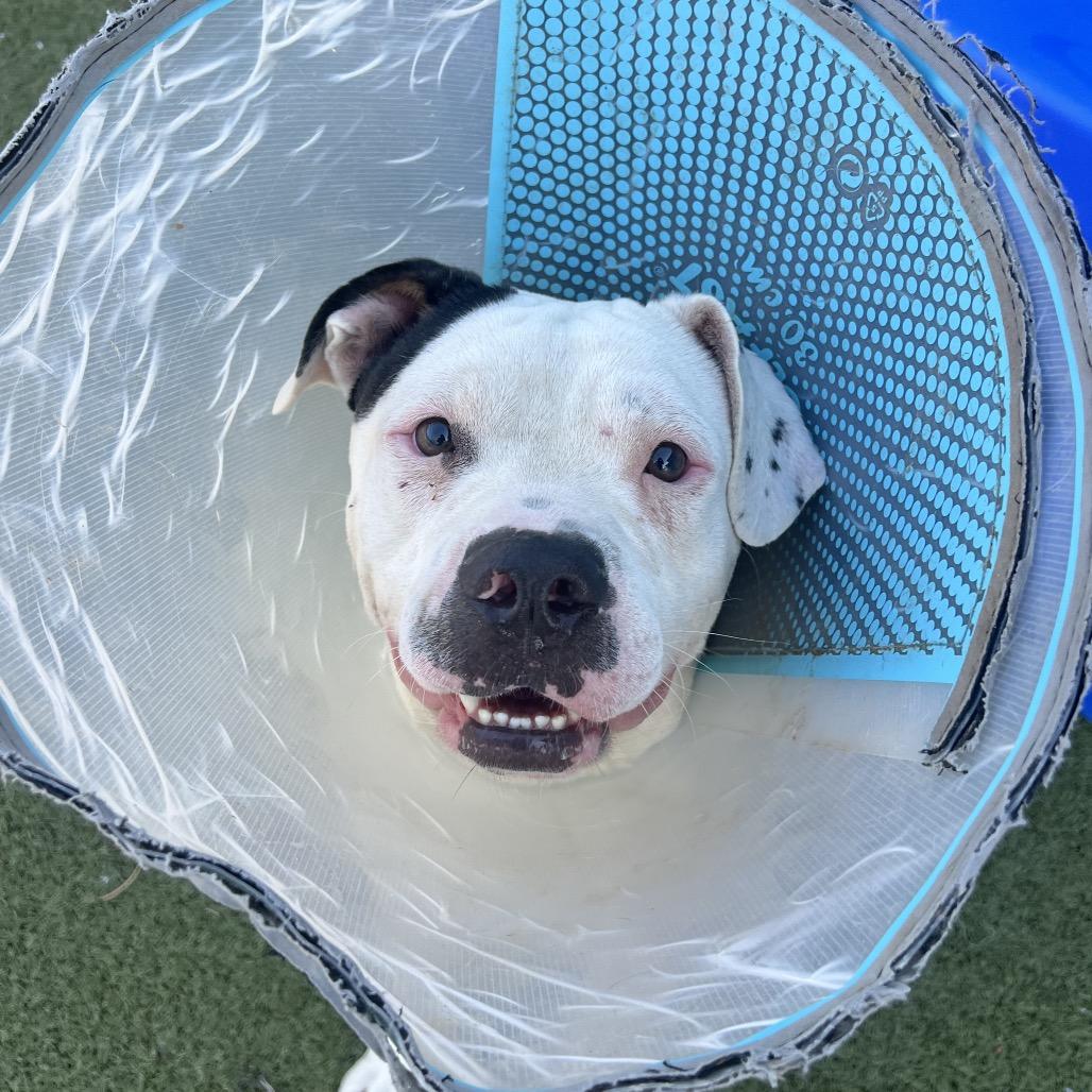 Enlarge Spec, a Adoptable mixed breed in Apache Junction, AZ image 6/6