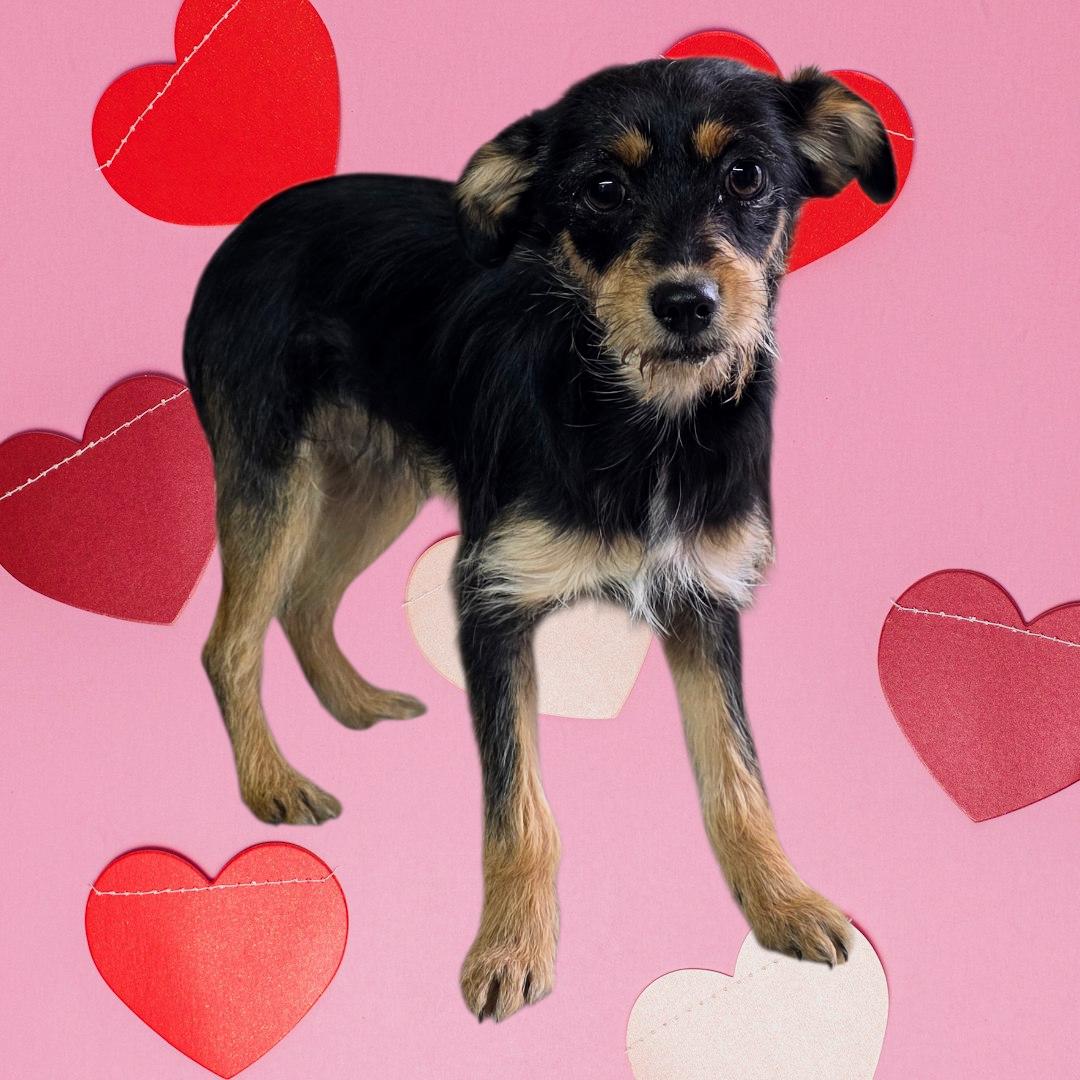 Enlarge Chi-Poo Puppy #2, a ADOPTABLE mixed breed in Dallas, GA image 1/1