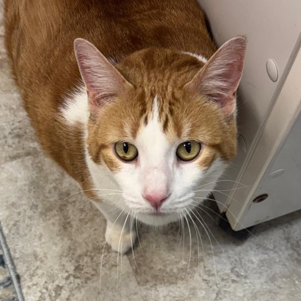Miss Ginger, Adoptable, Senior Female Domestic Short Hair.
