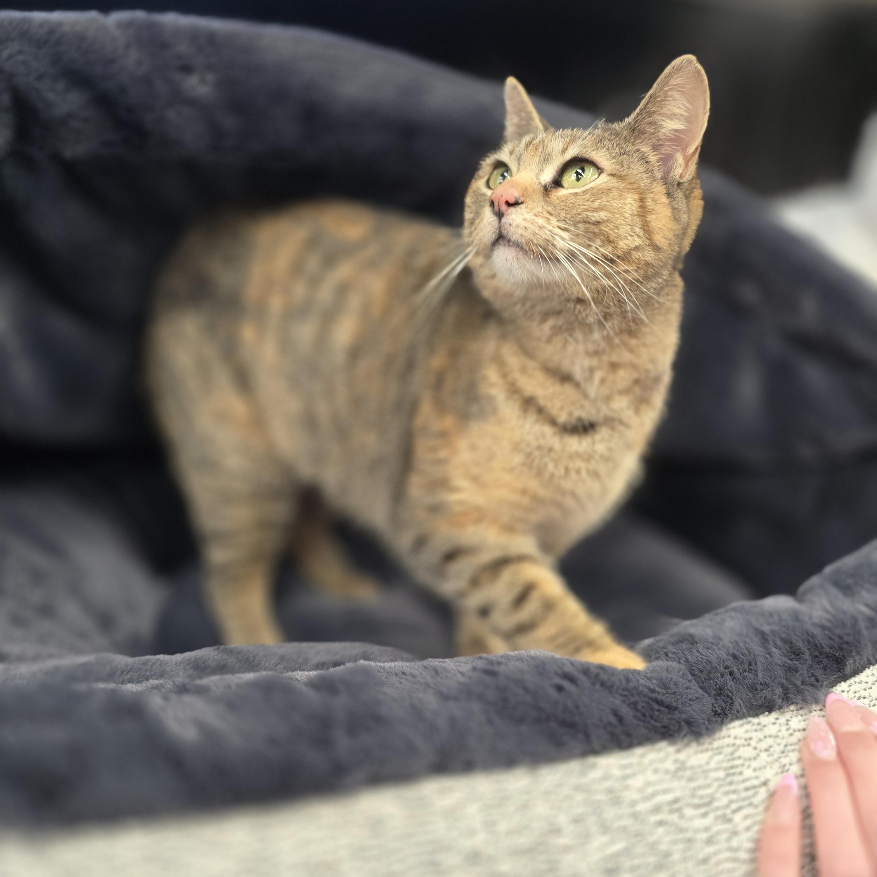 Magnolia of Londesborough, adopted, Adult Female Domestic Short Hair.