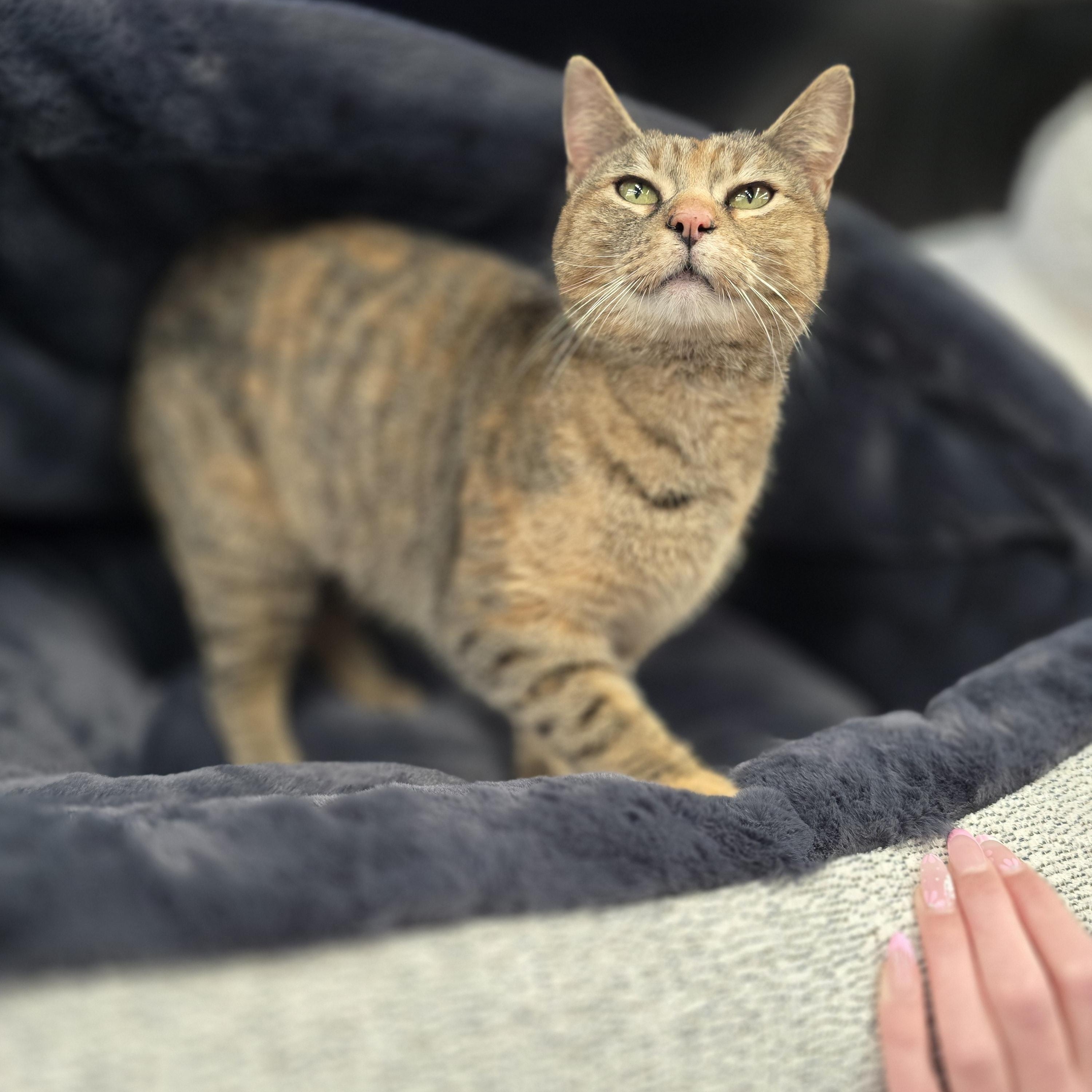 Enlarge Magnolia of Londesborough, an adopted Domestic Short Hair in Lucknow, ON image 2/2