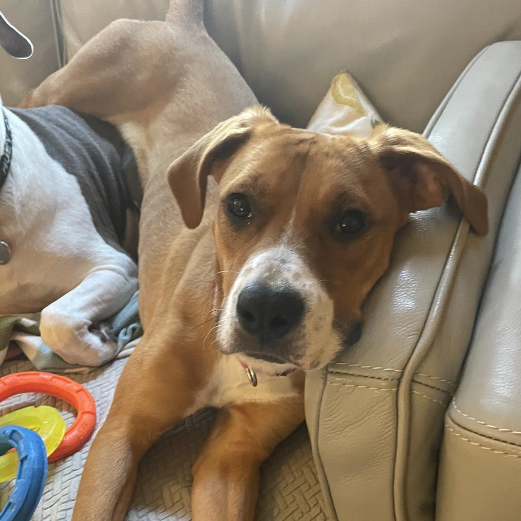Sadie, Adoptable, Young Female Boxer.