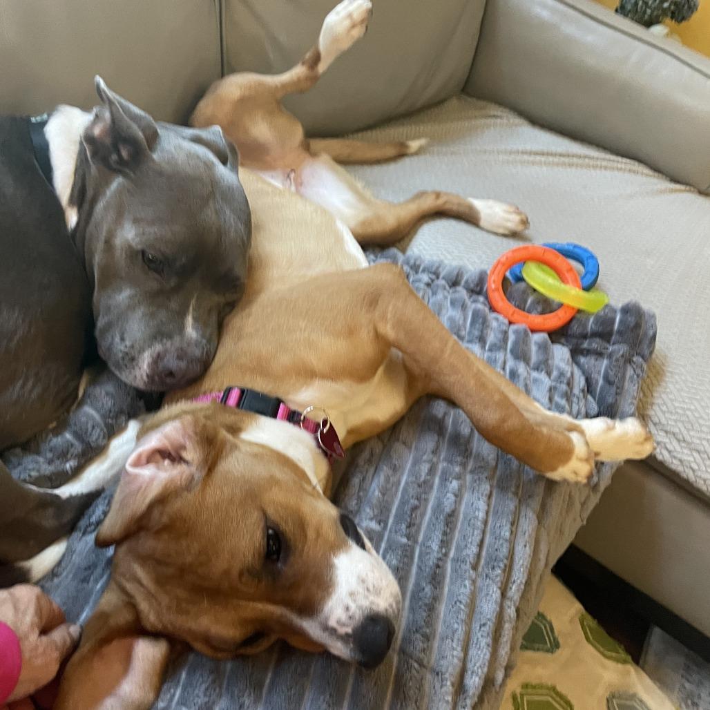 Enlarge Sadie, a Adoptable Boxer in Pittsburgh, PA image 2/6