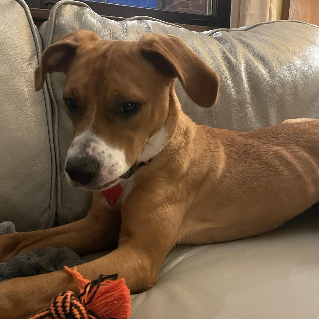 Enlarge Sadie, a Adoptable Boxer in Pittsburgh, PA image 3/6