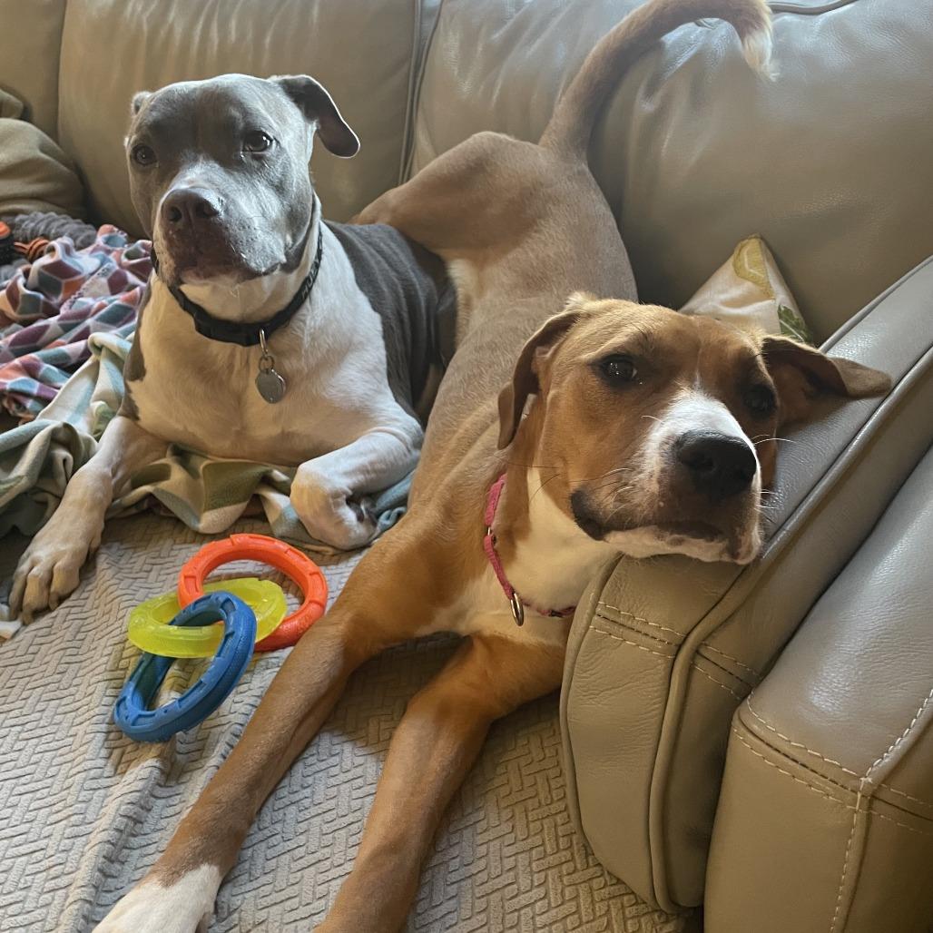 Enlarge Sadie, a Adoptable Boxer in Pittsburgh, PA image 5/6