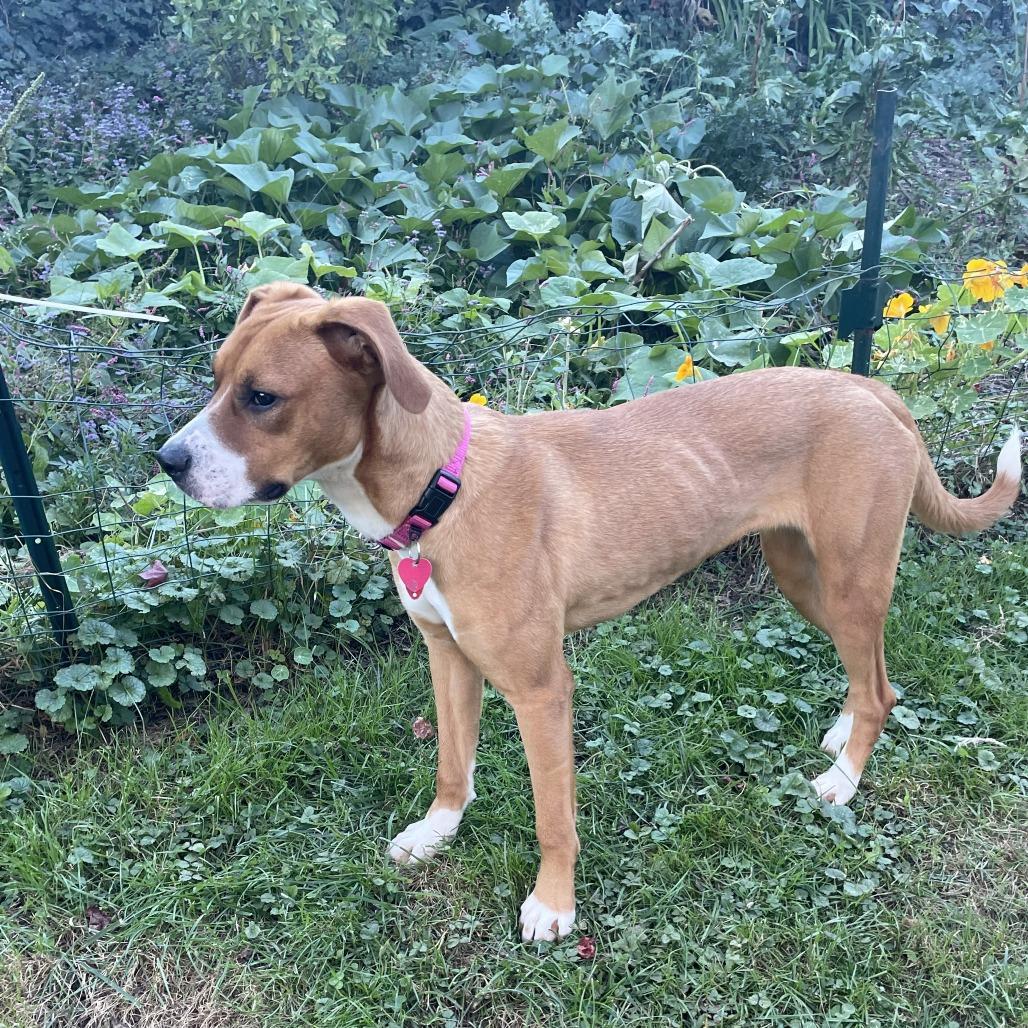 Enlarge Sadie, a Adoptable Boxer in Pittsburgh, PA image 6/6