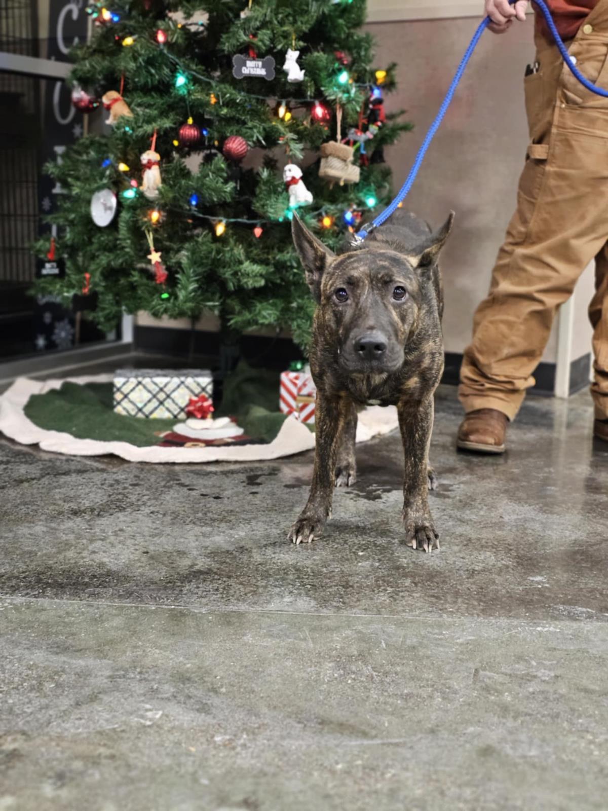 Ellie-In Foster, Adoptable, Adult Female Dutch Shepherd & Pit Bull Terrier.