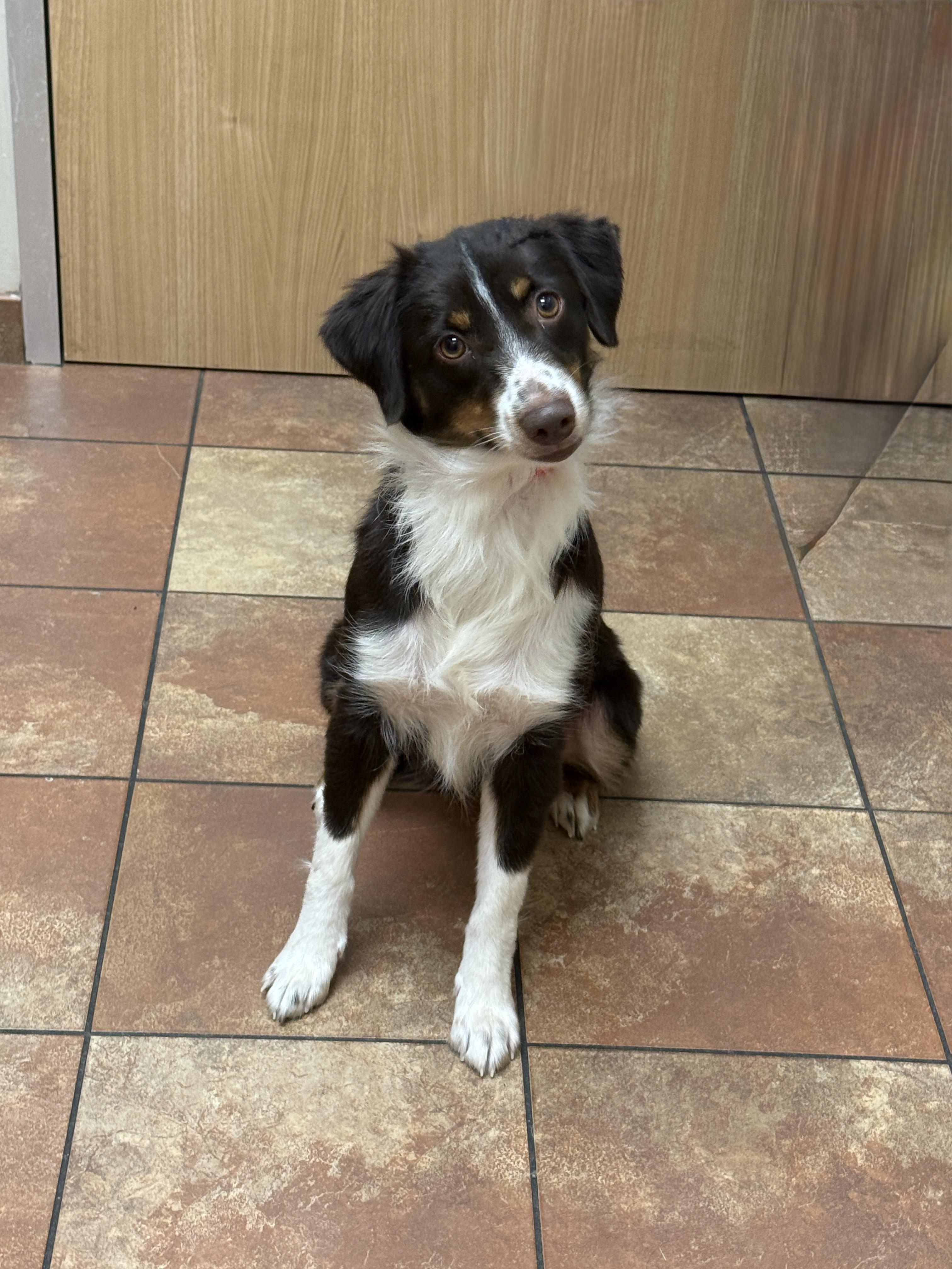 Enlarge Georgia, an adopted mixed breed in Houston, TX image 2/4