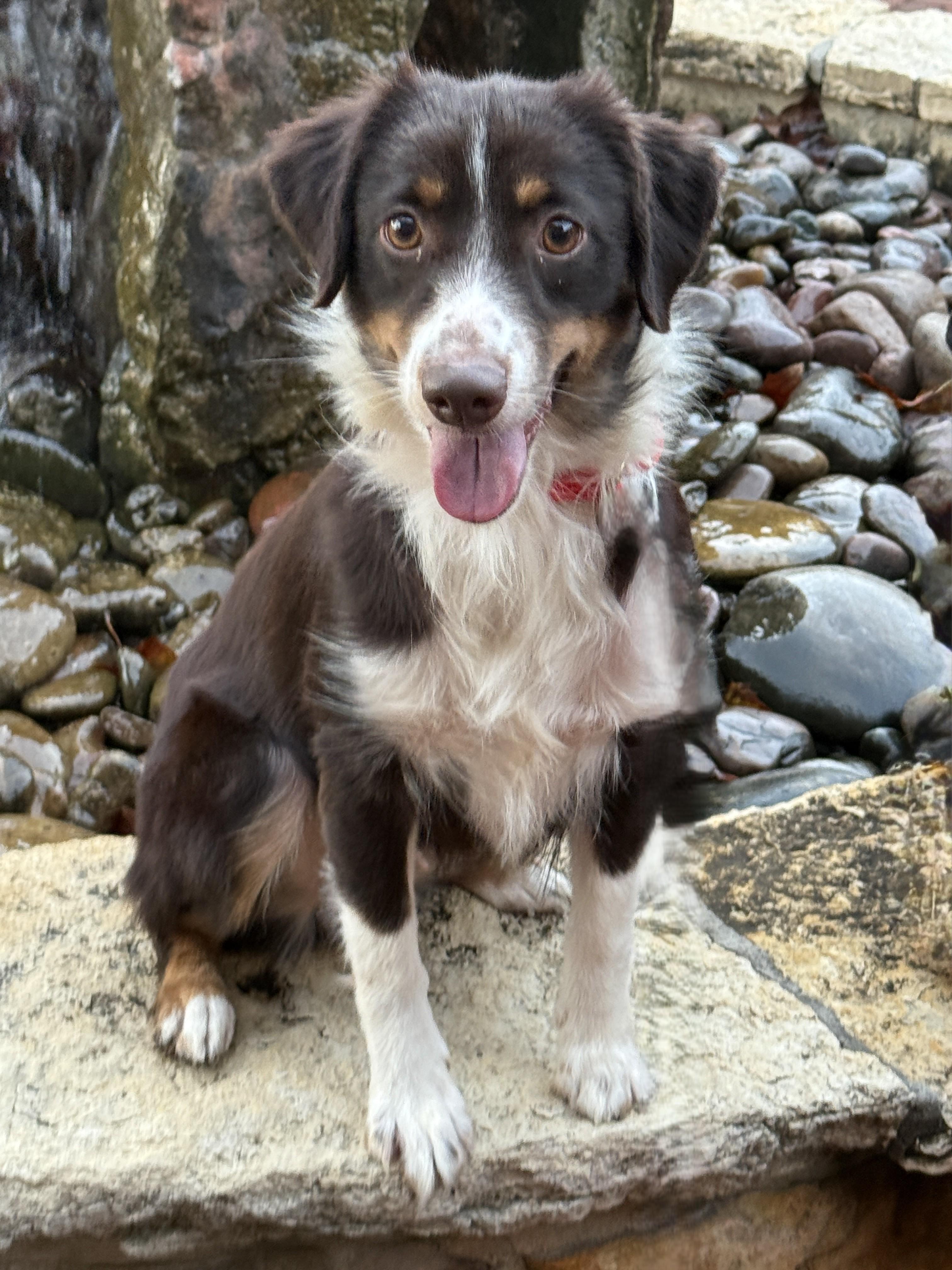 Enlarge Georgia, an adopted mixed breed in Houston, TX image 3/4