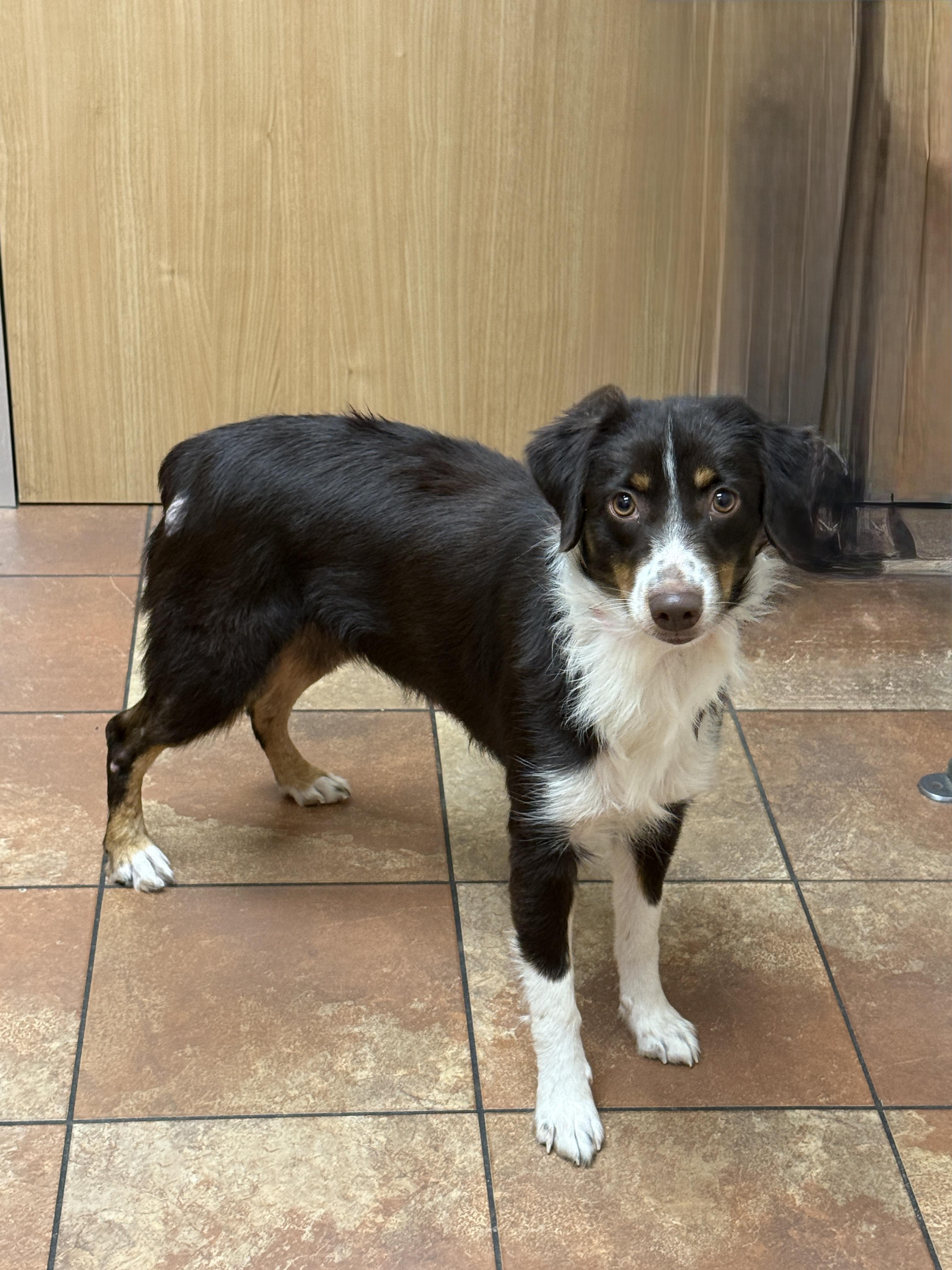 Enlarge Georgia, an adopted mixed breed in Houston, TX image 4/4