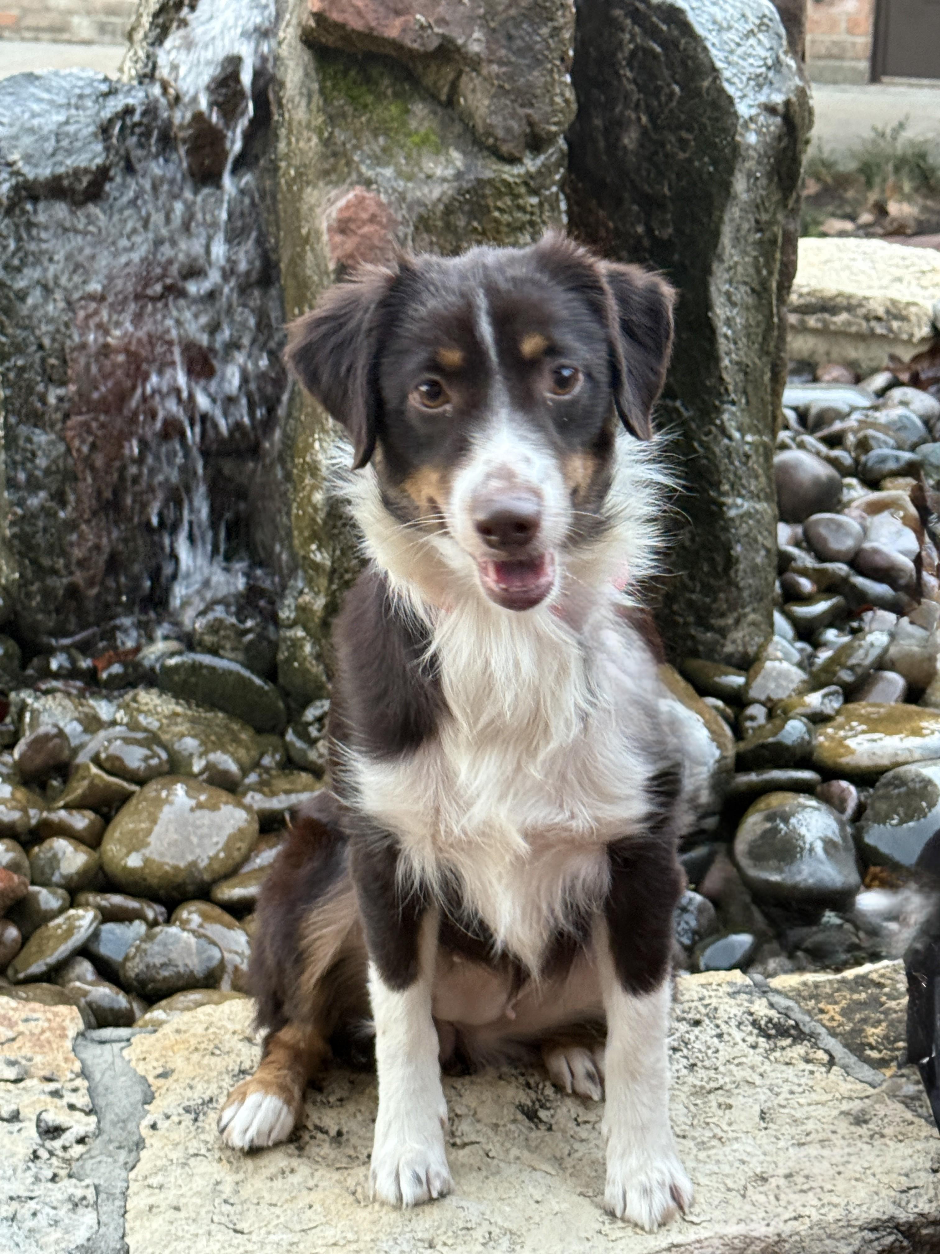 Enlarge Georgia, an adopted mixed breed in Houston, TX image 1/4