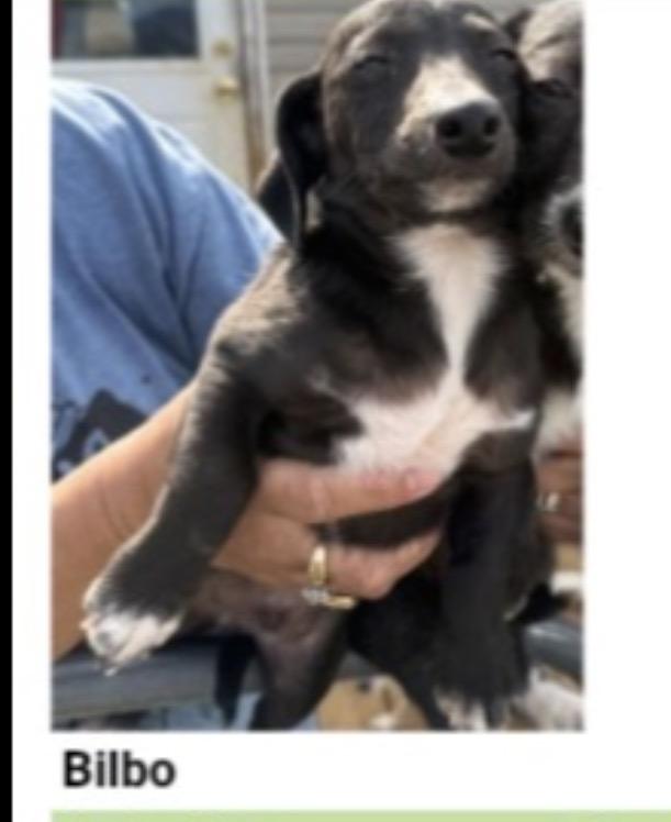 Enlarge Bilbo , a Adoptable Miniature Dachshund in Hamilton , NJ image 2/2
