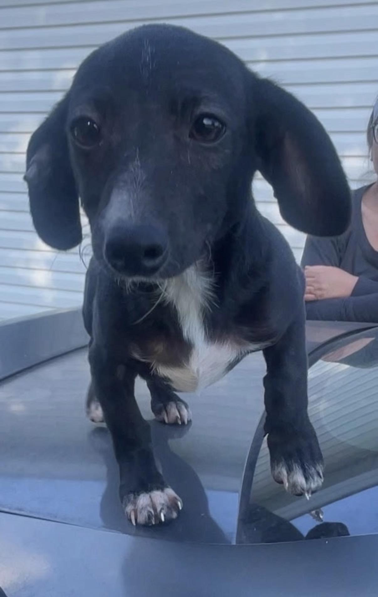 Bilbo , Adoptable, Young Male Miniature Dachshund.