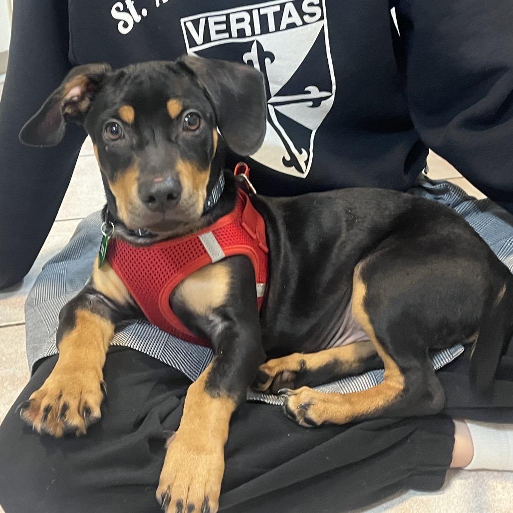 Moe (Benefactor puppy)