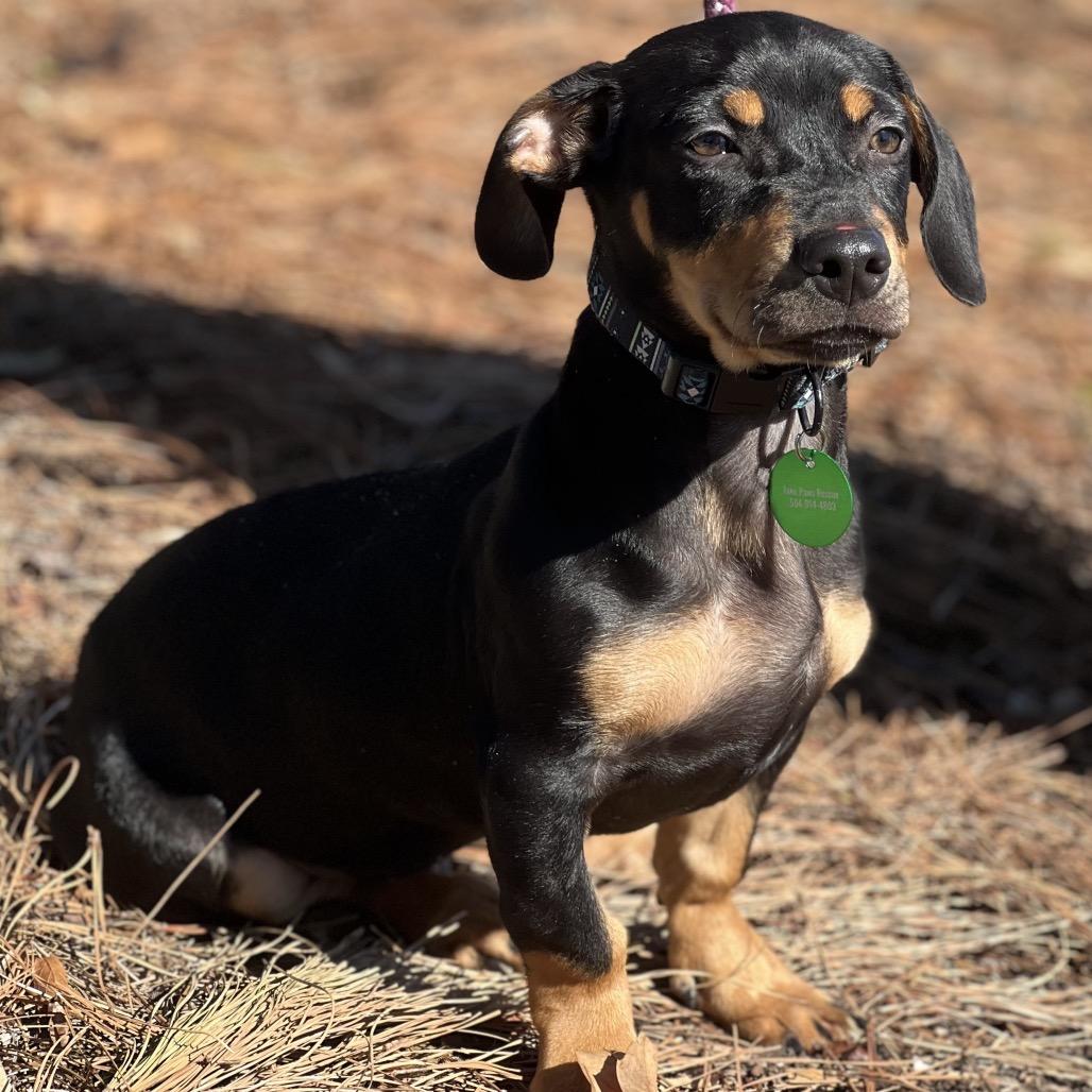 Moe (Benefactor puppy)