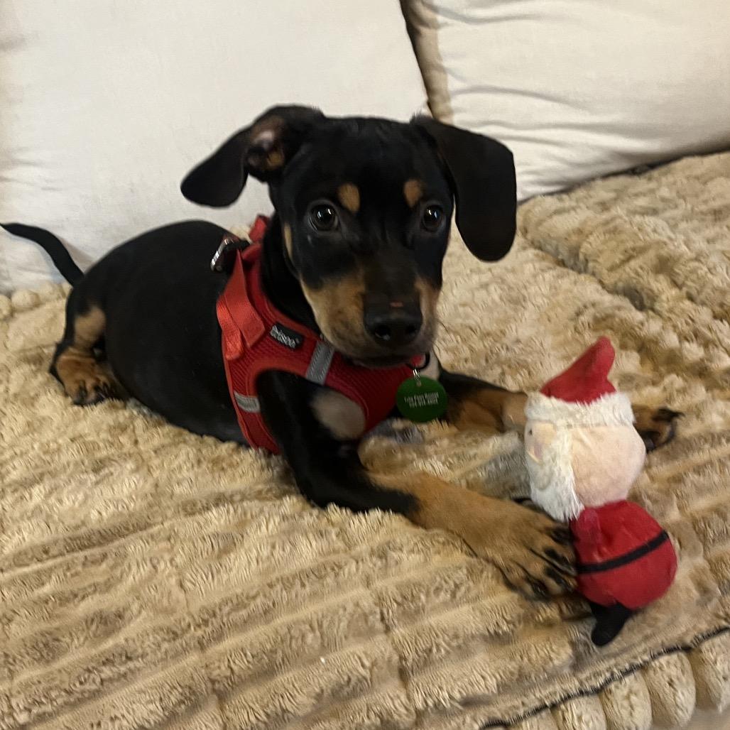 Moe (Benefactor puppy)