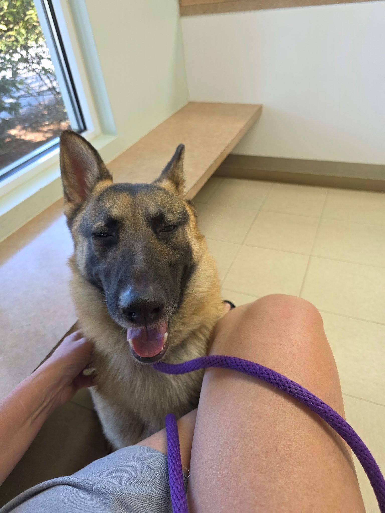 Enlarge Finley, a Adoptable mixed breed in Thomasville, NC image 1/2