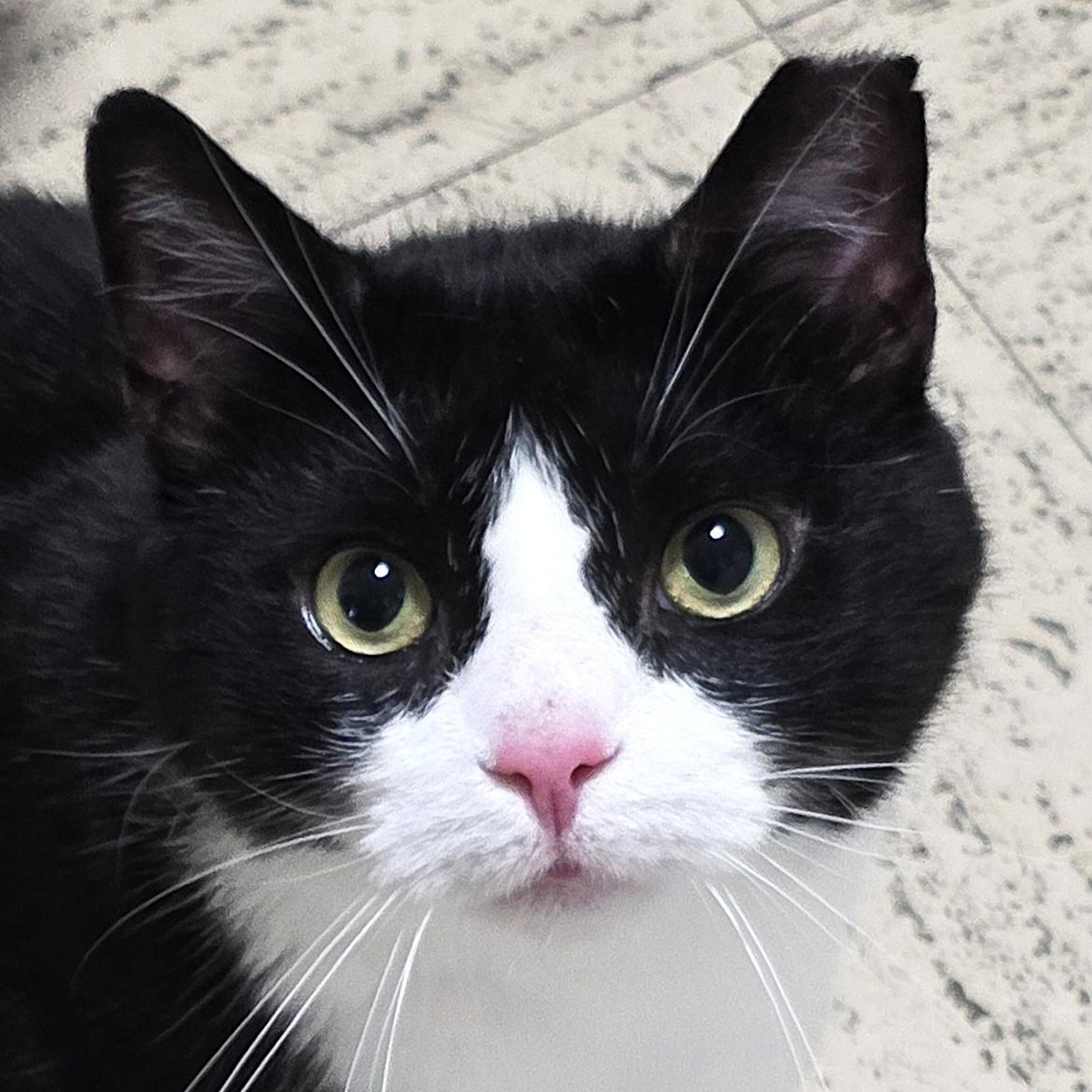 MR. MANNY TOES, Adoptable, Adult Male Extra-Toes Cat / Hemingway Polydactyl.