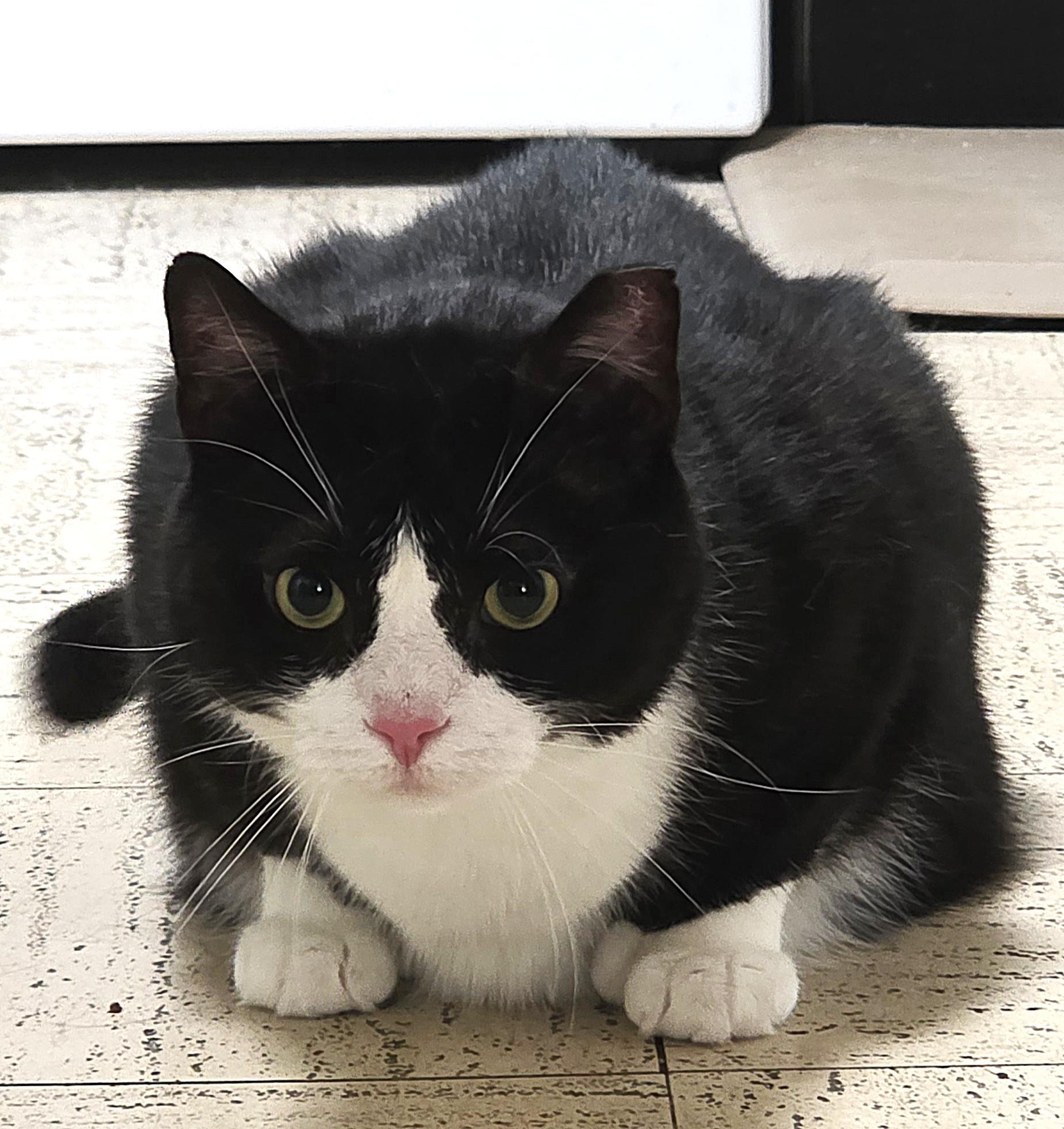 MR. MANNY TOES, a Adoptable Extra-Toes Cat / Hemingway Polydactyl in Saddle River, NJ image 4/4