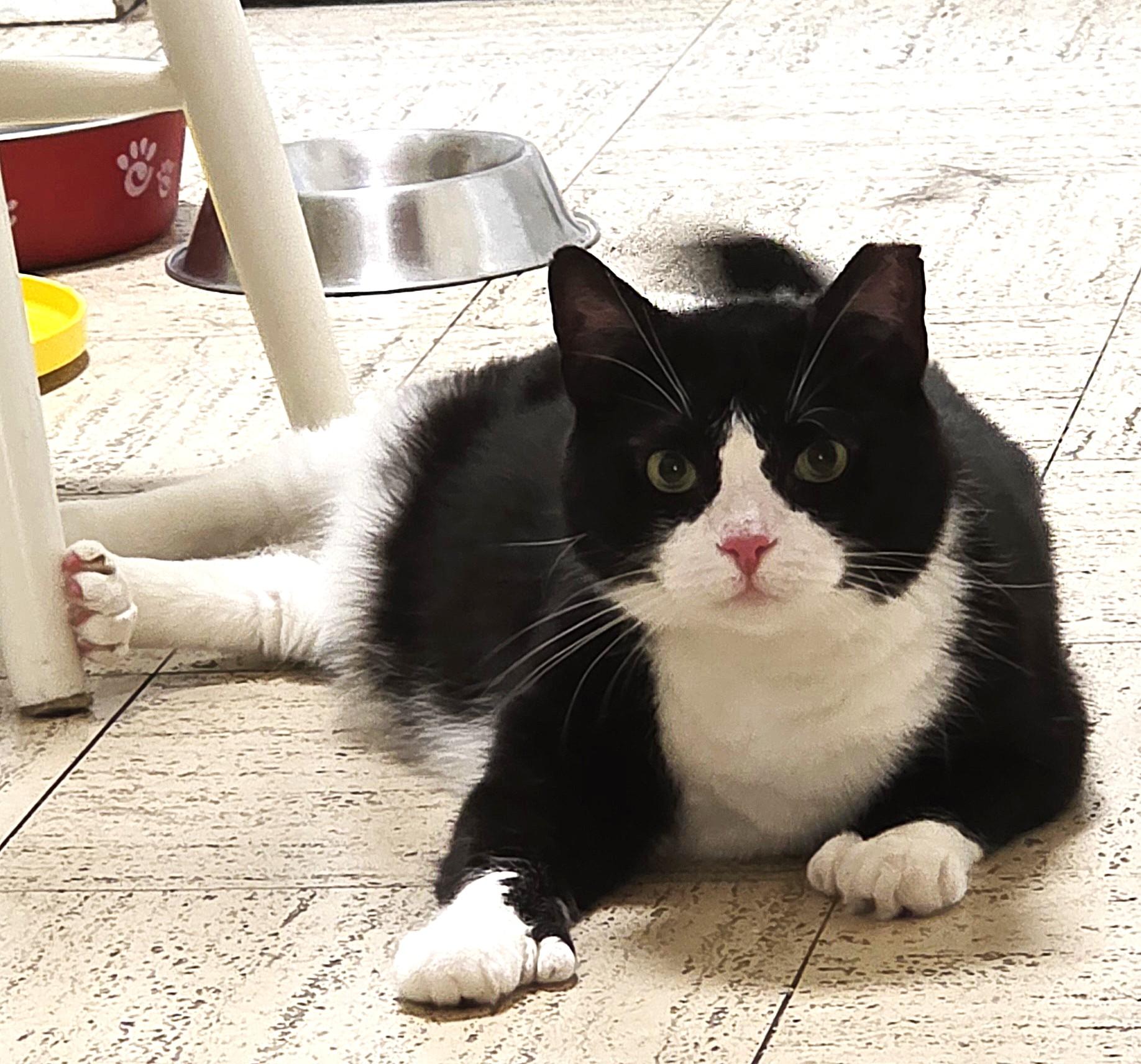 MR. MANNY TOES, a Adoptable Extra-Toes Cat / Hemingway Polydactyl in Saddle River, NJ image 3/4