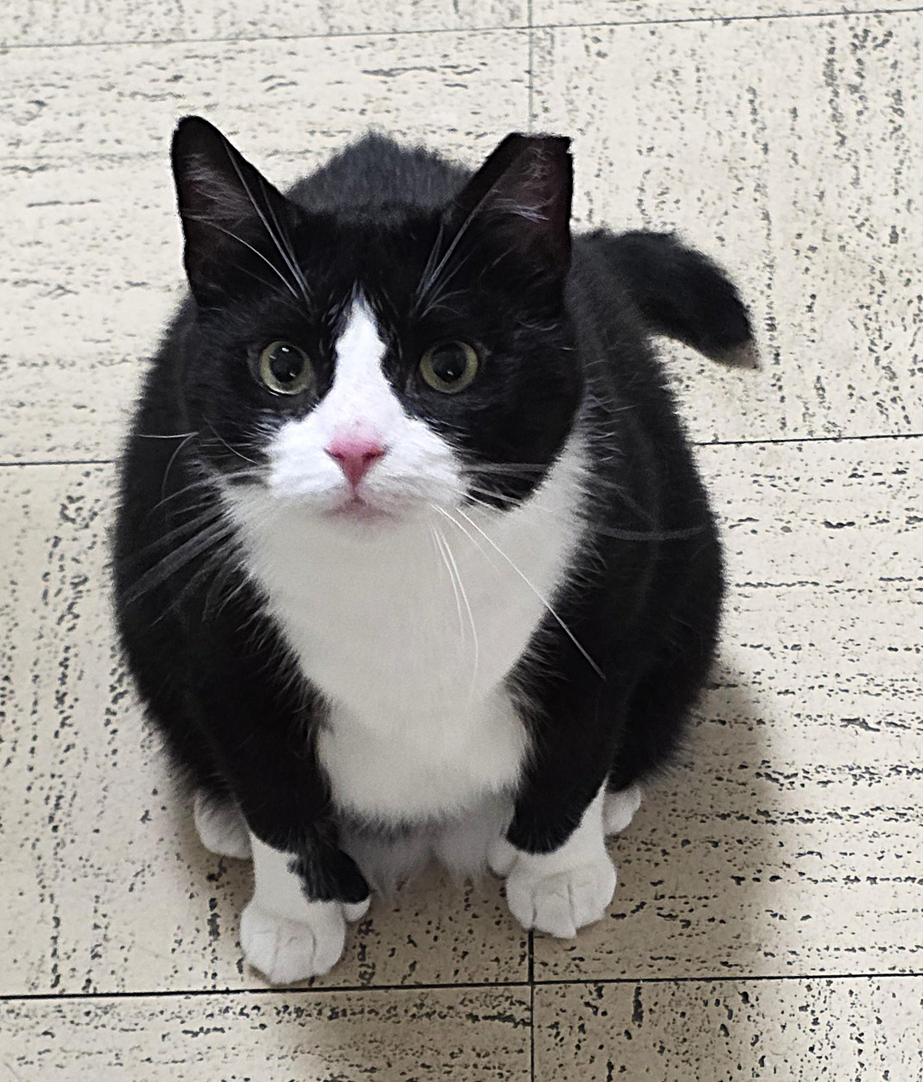 MR. MANNY TOES, a Adoptable Extra-Toes Cat / Hemingway Polydactyl in Saddle River, NJ image 2/4