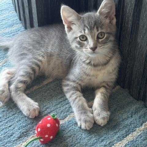 Enlarge Earl Gray, a ADOPTABLE Domestic Short Hair in Chicago, IL image 1/4