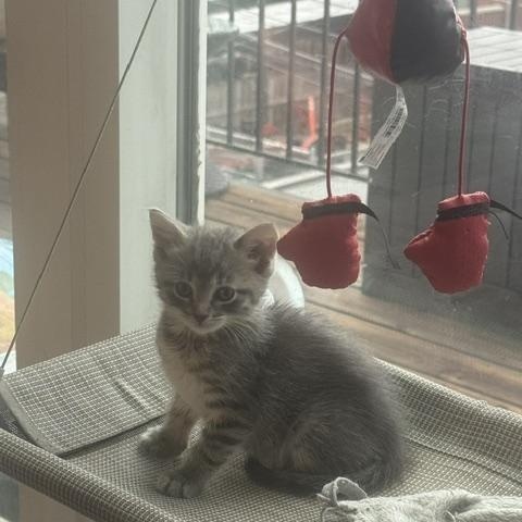 Enlarge Earl Gray, a ADOPTABLE Domestic Short Hair in Chicago, IL image 4/4