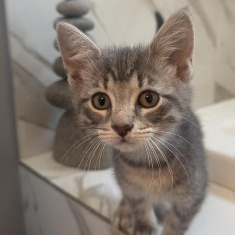 Enlarge Earl Gray, a ADOPTABLE Domestic Short Hair in Chicago, IL image 2/4