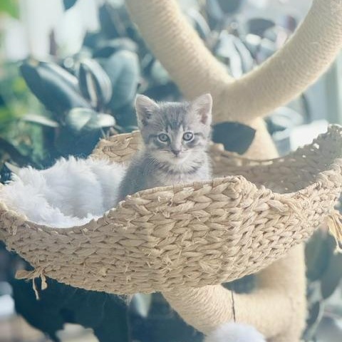 Enlarge Earl Gray, a ADOPTABLE Domestic Short Hair in Chicago, IL image 3/4