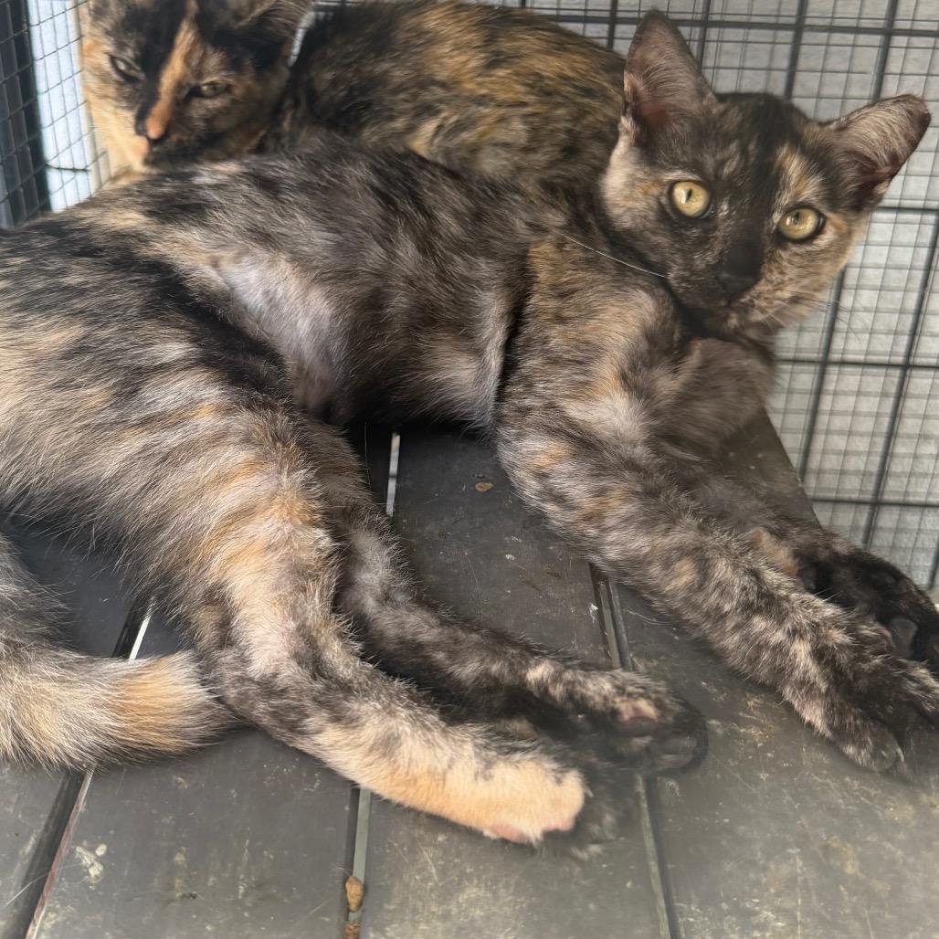 Mavi, Adoptable, Young Female Domestic Short Hair.