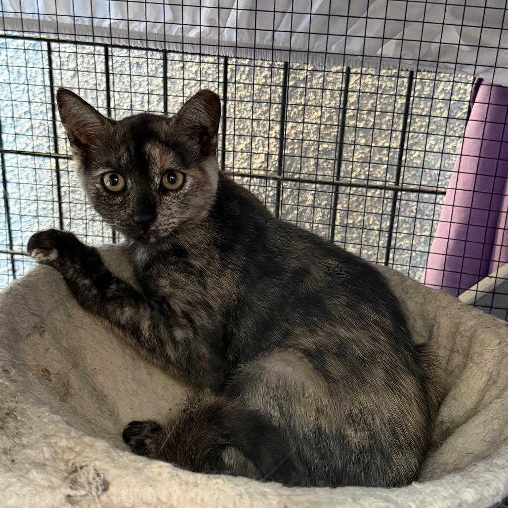 Enlarge Mavi, a Adoptable Domestic Short Hair in Long Beach, CA image 2/4