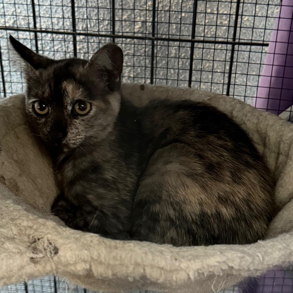 Enlarge Mavi, a Adoptable Domestic Short Hair in Long Beach, CA image 3/4